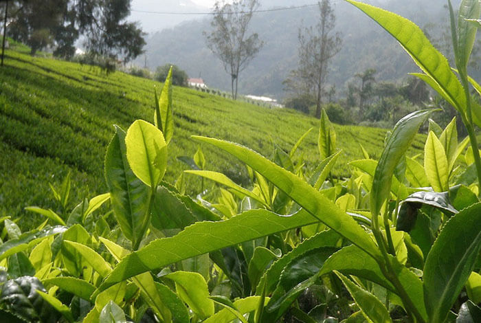 Rousdonmullai Tea Estate